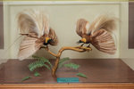 Deacquisition of Birds-of-Paradise display in the Marx Library by Lori Harris, Jason Strickland, Lorene Flanders, Mary Duffy, Paula L. Webb, and Julie Andel