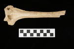 U1.31.155_RIGHT HUMERUS_LONG DIAPHYSIS_ANTERIOR.JPG by Lesley A. Gregoricka