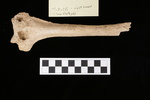 U1.31.155_RIGHT HUMERUS_LONG DIAPHYSIS_ANTERIOR_TAG.JPG by Lesley A. Gregoricka