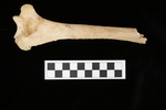 U1.31.155_RIGHT HUMERUS_LONG DIAPHYSIS_POSTERIOR.JPG by Lesley A. Gregoricka