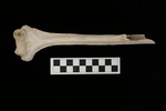 U2.31.47_RIGHT HUMERUS_LONG DIAPHYSIS_ANTERIOR.JPG by Lesley A. Gregoricka