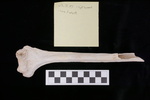 U2.31.47_RIGHT HUMERUS_LONG DIAPHYSIS_ANTERIOR_TAG.JPG by Lesley A. Gregoricka