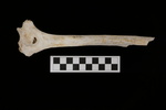 U2.31.47_RIGHT HUMERUS_LONG DIAPHYSIS_POSTERIOR.JPG by Lesley A. Gregoricka