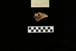U2.31.376_RIGHT HUMERUS_MULTIPLE COLORS_ANTERIOR_TAG.JPG by Lesley A. Gregoricka