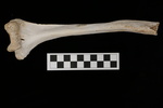 U2.31.528_RIGHT HUMERUS_LONG DIAPHYSIS_ANTERIOR.JPG by Lesley A. Gregoricka