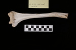 U2.31.528_RIGHT HUMERUS_LONG DIAPHYSIS_ANTERIOR_TAG.JPG by Lesley A. Gregoricka