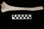 U2.31.528_RIGHT HUMERUS_LONG DIAPHYSIS_POSTERIOR.JPG by Lesley A. Gregoricka