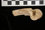 U1.31.184 L humerus Lateral view.JPG by Lesley A. Gregoricka