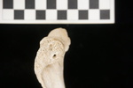 U2.31.29 L humerus Lateral view.JPG by Lesley A. Gregoricka