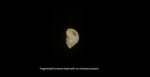U2.31.1139 IND humeral head with descriptor.png by Lesley A. Gregoricka