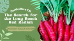 Horticulture CSI: The Search for the Long Beach Red Radish by Gary Bachman and Paula Webb