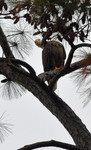 Marx Library Showcases Cindy Stanfield's Local Bird Photography by Jagworks