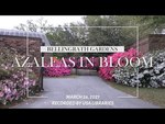 Azaleas in Bloom